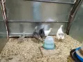 Двумесечни домашни пуйчета , снимка 3
