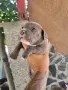 Американско були покет  American bully , снимка 4