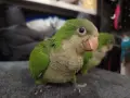 Средни папагалчета монаси, снимка 2
