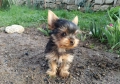 Мини йоркширски териери, снимка 5
