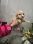 чистокръвни Кокер Шпаньоли, снимка 3