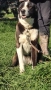 Средноазиатска овчарка - Алабай, снимка 4
