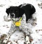 Електронен Бийпър за ловно куче , снимка 13