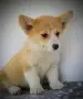Уелско Корги кученца, снимка 4