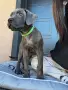 Кане Корсо - Cane Corso кученца, снимка 7