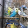 продавам вълнисти папагали 2026, снимка 5