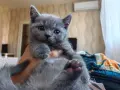 Британска късокосместа котка, снимка 2