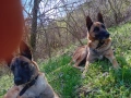 Продавам белгийски овчарки , снимка 5