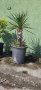 Юка #25 студоустойчива висока 135см , снимка 1 - Градински цветя и растения - 40662793