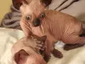 Канадски сфинкс, котенца, снимка 8