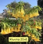 Бругманзия датура - Ангелски тромпет , снимка 1