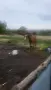 Кон/HORSE......, снимка 4