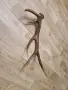 рог от елен         . , снимка 4