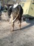 продавам крава, снимка 1 - Крави - 44143243