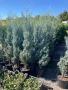 Аризонски Кипарис, снимка 2