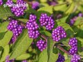 Каликарпа - Налични 2 вида Бяла - Callicarpa dichotoma Albibacea Лилава -Callicarpa dichotoma 'Issai, снимка 2
