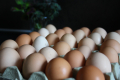 Домашни Яйца 0.50ст./бр, снимка 6