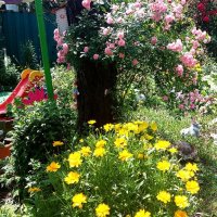 Продавам семена Кореопсис, снимка 3 - Градински цветя и растения - 41358836