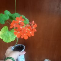 Оранжево мушкато, снимка 4 - Стайни растения - 41532543