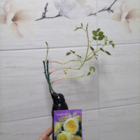 Катерлива роза
Достига до 300см
Лек аромат
За поръчка пишете на лично съобщение
Работим със Еконт, снимка 2 - Градински цветя и растения - 44928924