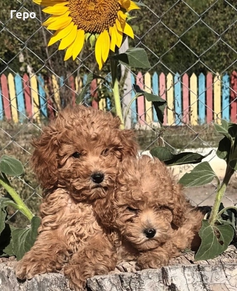 пудел той, снимка 1