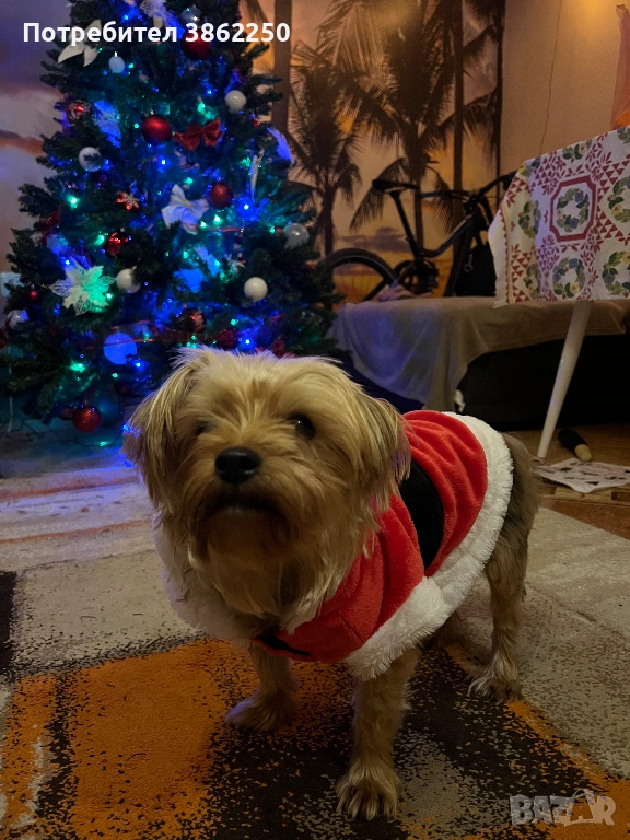 Търсим мъжки йоркширски териер (yorkie) за разплод., снимка 1