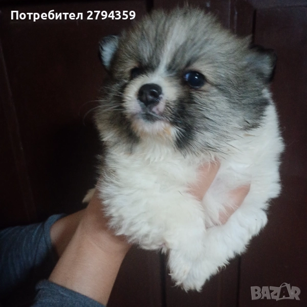 Немски шпиц, снимка 1