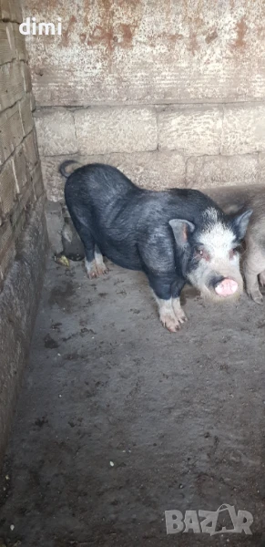 ПРОДАВАМ ВИЕТНАМСКИ НЕРЕЗ , снимка 1