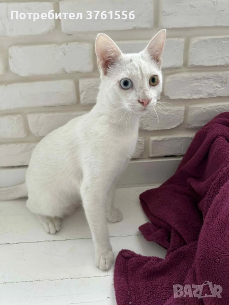подарявам коте с разноцветни очи, снимка 1
