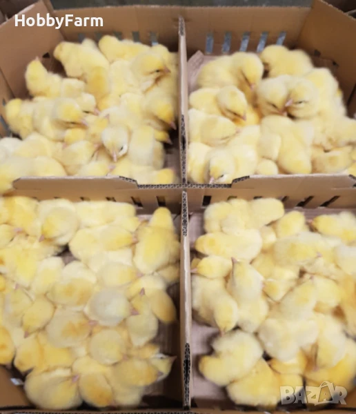 Пилета бройлери ROSS - 308 / Пиленца бройлер, снимка 1