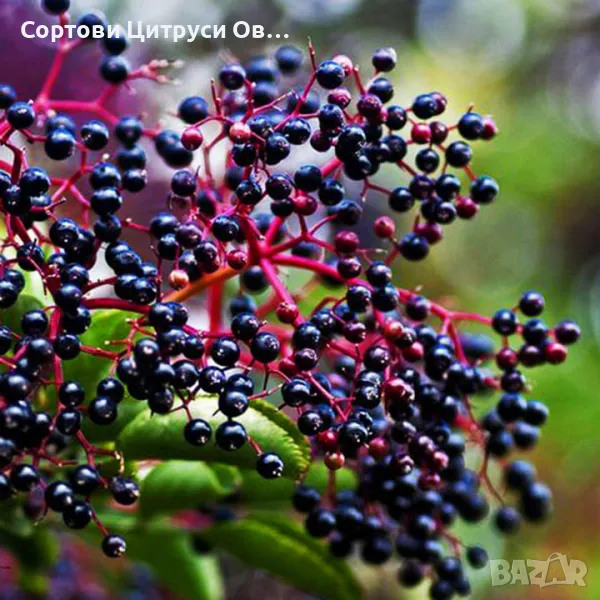 Черен Бъз, снимка 1