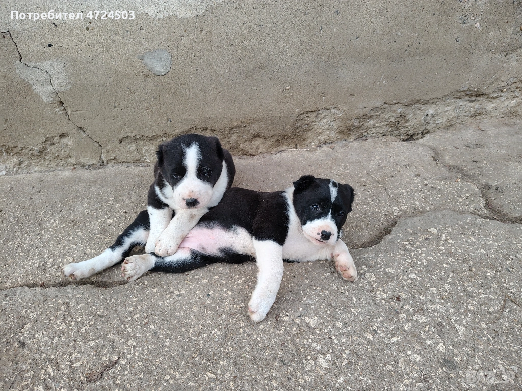 Алабай (Средноазиатски овчарки), снимка 1