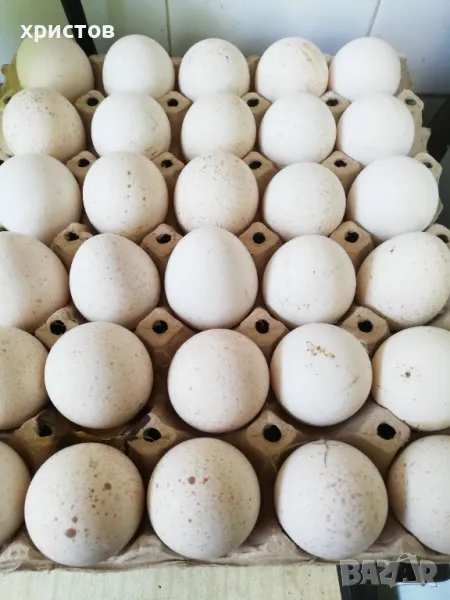 Пуешки яйца, снимка 1