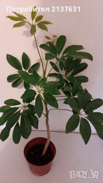 Продавам ШЕФЛЕРА , снимка 1