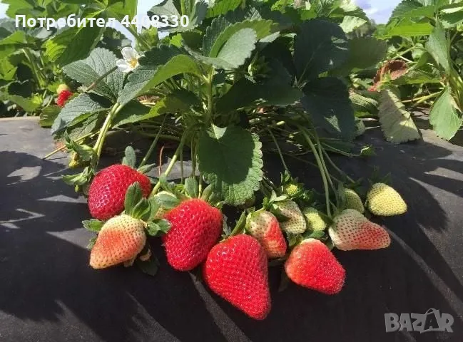 Prodavam celogodishen sort qgodi sort Florida, снимка 1