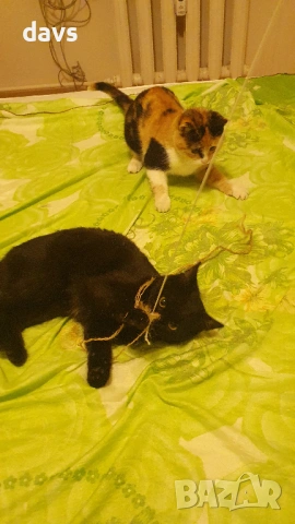 Приемен / постоянен Дом за Черна принцеса, снимка 3 - Други - 53331492