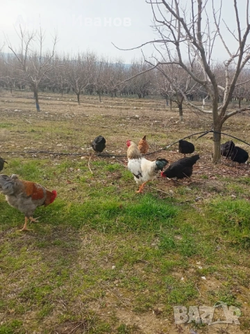 Петел, петли за продан!!!, снимка 3 - Кокошки и пуйки - 53706303