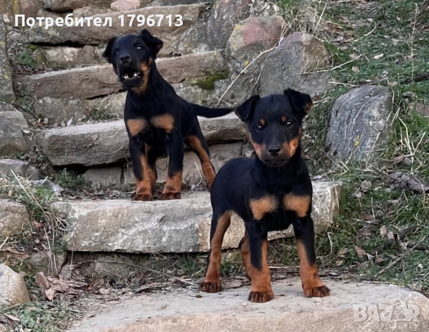 Ягдтериер, снимка 3 - Ягдтериер - 52953362