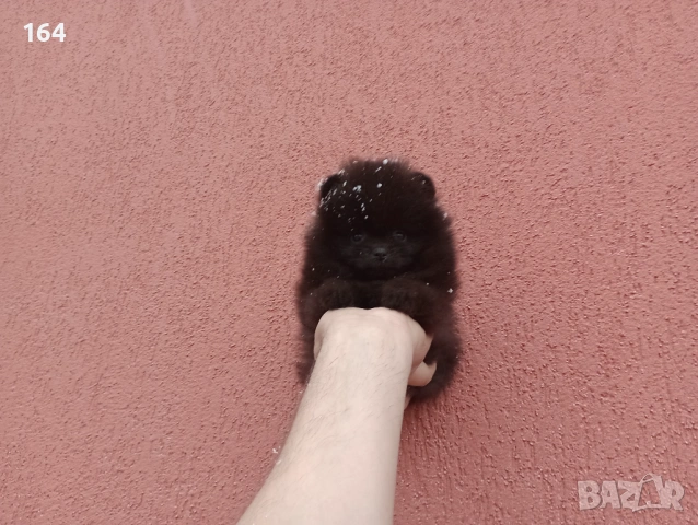 Мъжки шоколадов Померан. Реални снимки от 01.02.26 г., снимка 4 - Померан - 53307918