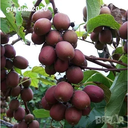 Червено киви - Налични 4 сорта Студоустойчиви, снимка 4 - Разсади - 49381590