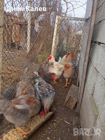 млади Петли 15 лв , снимка 2 - Кокошки и пуйки - 53223007