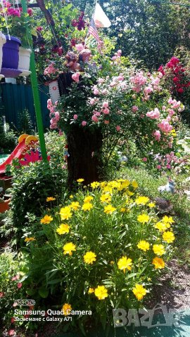 Продавам семена и разсад Кореопсис, снимка 3 - Градински цветя и растения - 41358836