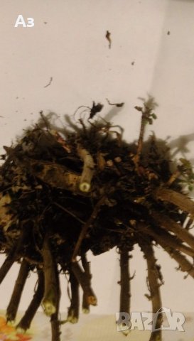 Продавам разсад Хризантеми, зелен цвят - за пролетно засаждане, снимка 4 - Разсади - 37921425