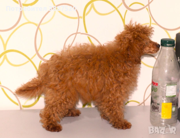 Той пуделчета от родословни родители , снимка 4 - Пудели - 52586544