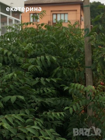 Дръвчета Еводия, снимка 9 - Градински цветя и растения - 38545756