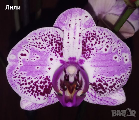 Орхидея фаленопсис Euphorion, снимка 1 - Стайни растения - 36294339