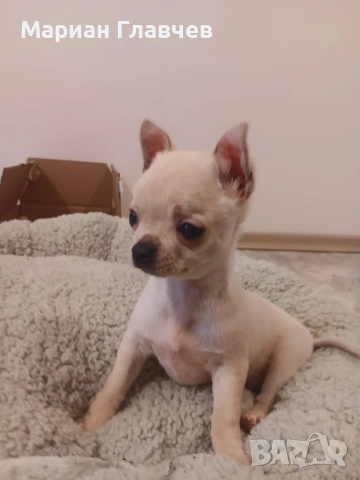 Изгодно - Мъжки мини късокосмест Чичуахуа на 3 месеца с 2 ваксини, снимка 7 - Чихуахуа - 53208311