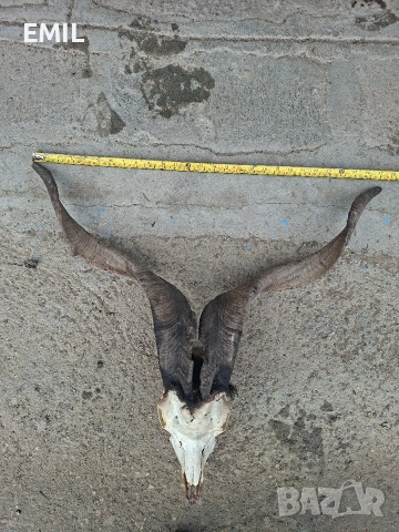Рога Трофей череп от козел пръч, снимка 2 - Антикварни и старинни предмети - 53481989