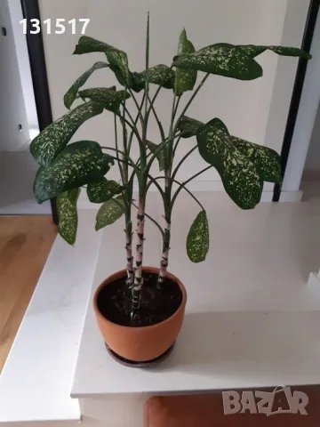 Дифенбахия, снимка 2 - Стайни растения - 39413844