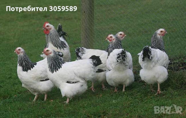 Разплодни яйца бял съсекс оплодени яйца, снимка 1 - Кокошки и пуйки - 44380144